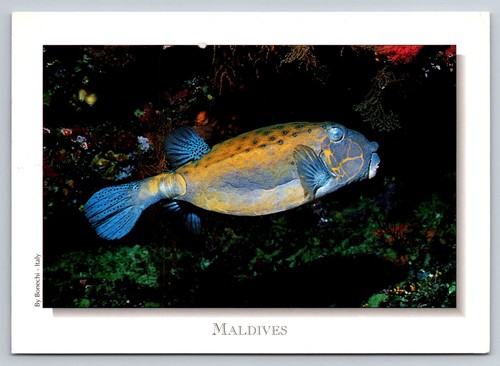 Maldive cubo trunkfish - maldive,