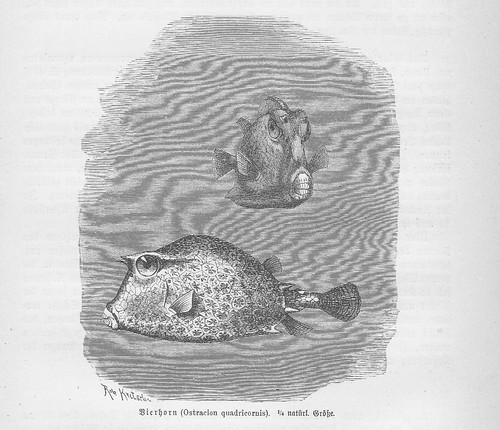 Pesce valigia ostracion - pesce,