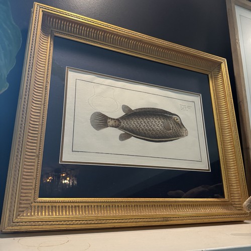 Bloch folio pesce - -,